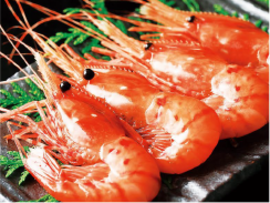 刺身ぼたん海老　500ｇ