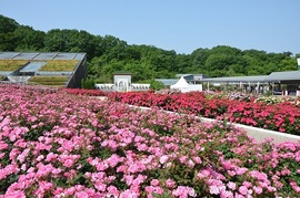 春のローズフェスティバル２０２６　大人