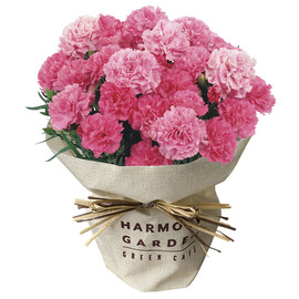 母の日カーネーションホットハート５号　　１８５３−８９８