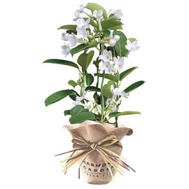 母の日マダガスカルジャスミン４号　　１８５３−９３７