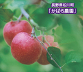 りんごジュース４本入り
